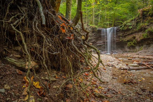 Tree roots in front of a waterfall cascade