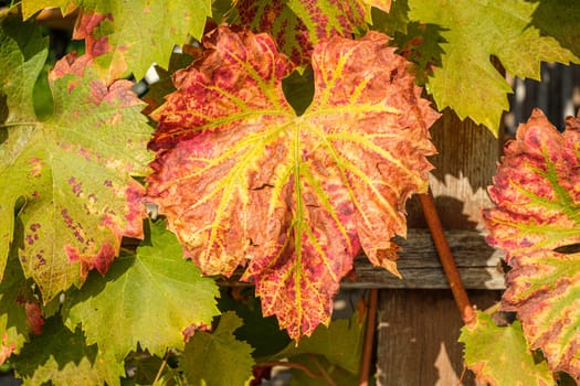 Vine leaf in fall close-up