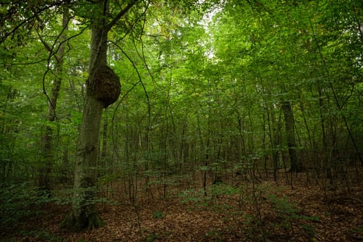 Tree cancer at a trunk in a forest landscape