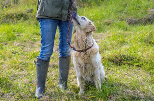 Dog owner trains with a golden retriever with leash.