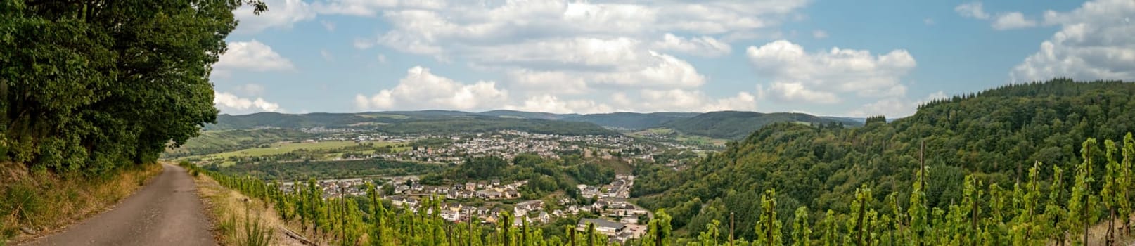 Beautiful panorama from Vineyard on moselle in Trittenheim Germany