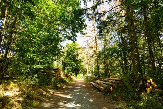 Lane in a forest with heap of wood on a summer day