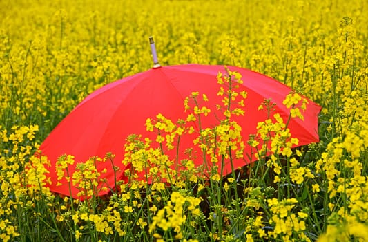 Red umbrella