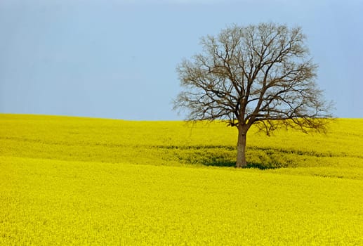 Tree in rapeseed