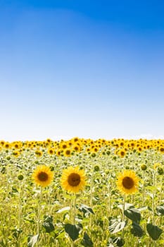 Sunflowers field in Italy. Scenic countryside in Tuscany with deep blue sky.
