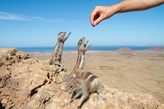 Human hand feeding a squirrel in dry rocky landscape.