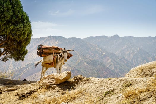 Pack mule on a ridge in the mountains of Shirkent National Park in Tajikistan