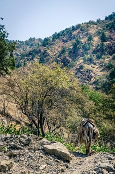 Pack mule is walking along a rugged trail in Hissar Valley in Tajikistan