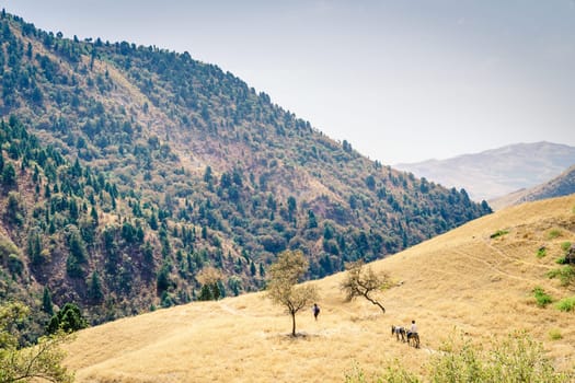 A trail in Hissar Valley in Shirkent National Park in Tajikistan