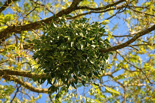 mistletoe in a fruit tree in autumn