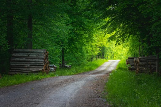 Gravel road through green forest and sunlight, spring view