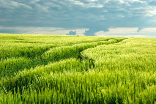 Green barley field on a hillock and cloudy sky, Staw, Lubelskie, Poland