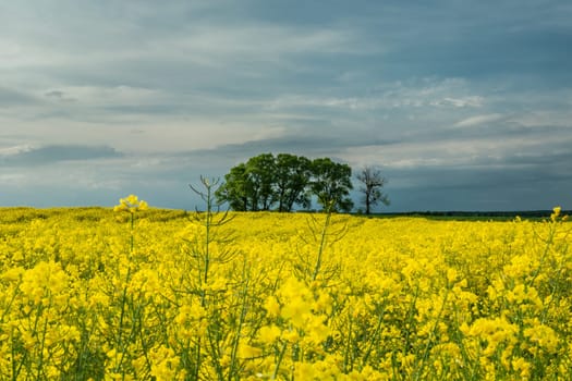 Group of trees in the rape field and evening sky, Czulczyce, Poland