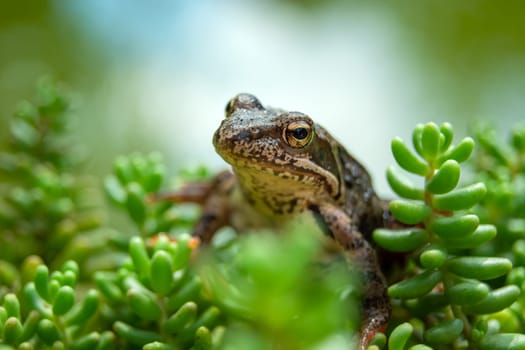 The head of a brown frog in green rock plants, summer view