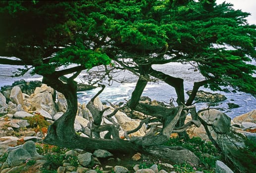 Point Lobos, California