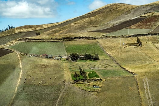 scenic landscape with agriculture, fiels and animals in Ecuador