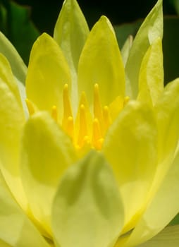 Mexican waterlily or Nymphaea mexicana. Problematic invasive specie. Closeup
