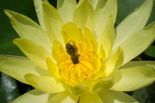 Bee over Mexican waterlily. Highly problematic invasive specie in european rivers