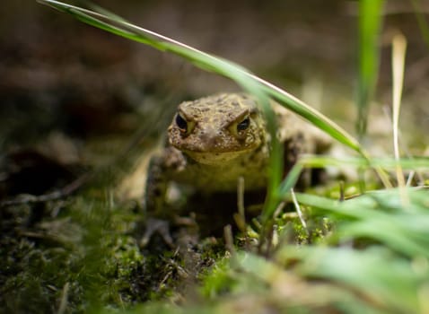 Natterjack toad, Epidalea calamita hiding in the grass of Kalmthout Heath. Night shot.