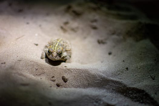Natterjack toad, Epidalea calamita hiding in the sand of Kalmthout Heath. Night shot.