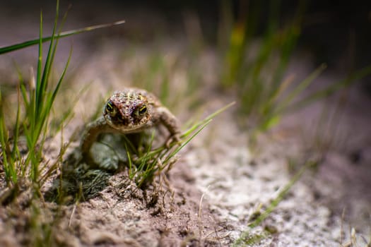 Natterjack toad, Epidalea calamita hiding in the sand of Kalmthout Heath. Night shot.
