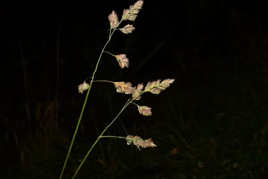 orchard grass, closeup with black, empty background