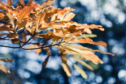 Autumn oak tree branch and leaves with cold blue background. Beauty in nature.