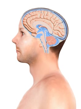 Diagram Illustrating Cerebrospinal Fluid CSF in the Brain Central Nervous System. Brain structure,2d graphic, illustration, 3d render