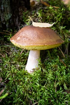 Porcini cep white mushroom king boletus pinophilus. Fungal mycelium in moss in a forest. Mushrooming harvesting season. Vertical image