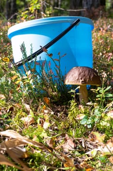 A blue bucket with mushroom cep boletus edulis growing among a grass. Vertical image