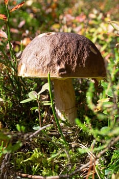 Boletus edulis or cep, penny bun, porcino and king bolete, usually called porcini mushroom grows on the wild forest floor among moss, green grass and fallen leaves at autumn season. Vertical image