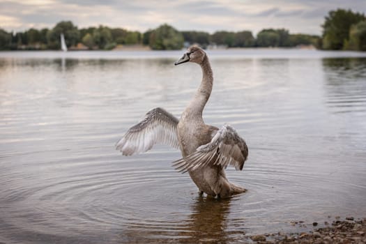 young imposing swan in a lake