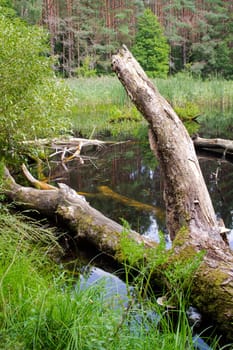 A log of a tree lies in the river, summer forest landscape, vertical image