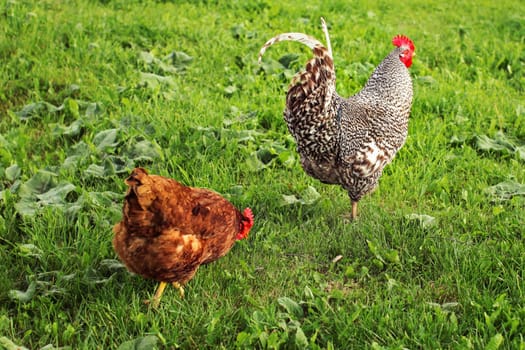 Gray rooster and hen following it on green lawn.