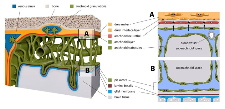 Protective membranes covering the brain. Meninges: Dura mater, Arachnoid, and Pia mater. Cross section of the human brain. Layers. diagram for educational, medical, biological, scientific usem 3d render