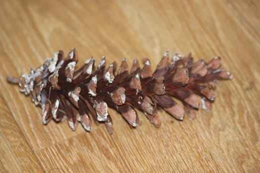 Close-Up of pine cone on wooden floor background. Pine (conifer) cone, seed cone, ovulate cone on brown wood background