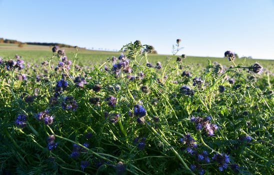 Phacelia