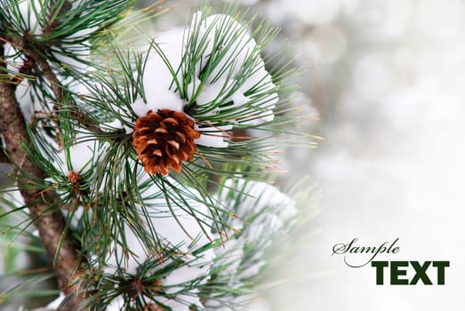 Pine branch under snow with copyspace