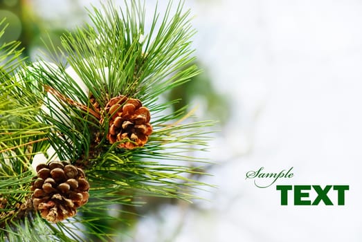 Pine branch under snow with copyspace