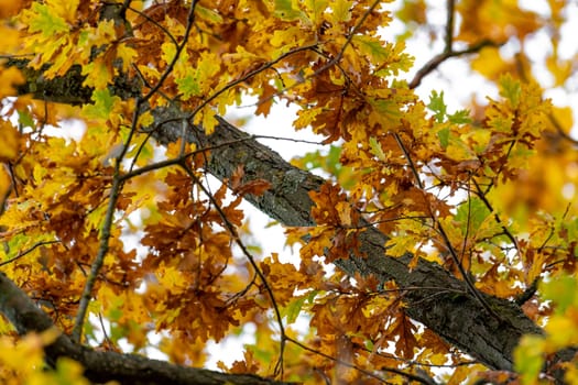Bottom view of yellow autumn leaves and branches of an old oak tree as a background