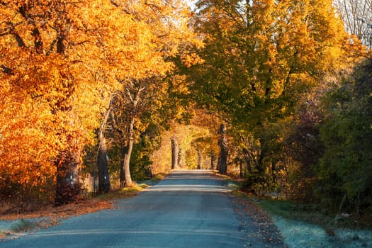 Beautiful asphalt road and tree alley. Summer rural landscape. Abstract colored vintage tone trees in rural countryside landscape. Beautiful Czech highland countryside