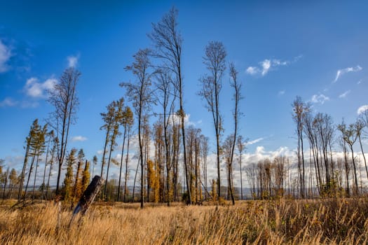Countryside landscape, fall autumn season in deforested plain. Czech Republic, Vysocina
