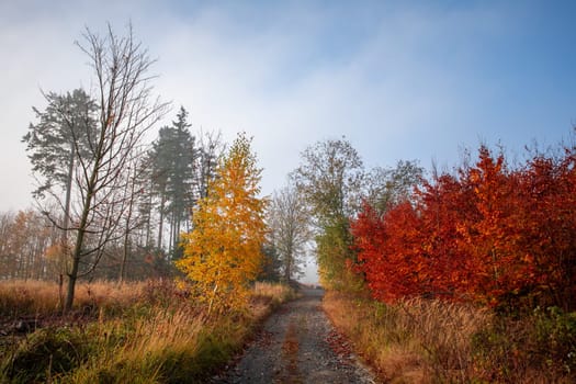 Countryside landscape, fall autumn season, beautiful colored tree. Czech Republic, Vysocina