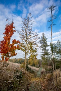 Countryside landscape, fall autumn season, beautiful colored tree. Czech Republic, Vysocina