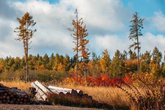 Countryside landscape, fall autumn season, beautiful colored tree. Czech Republic, Vysocina
