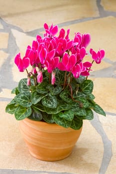 cyclamen persicum in a pot