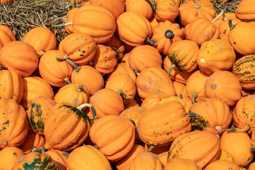 A large collection of Acorn Orange (Cucurbita) pumpkins at the market on a sunny autumn day. Beautiful background for a natural health and nutrition concept.