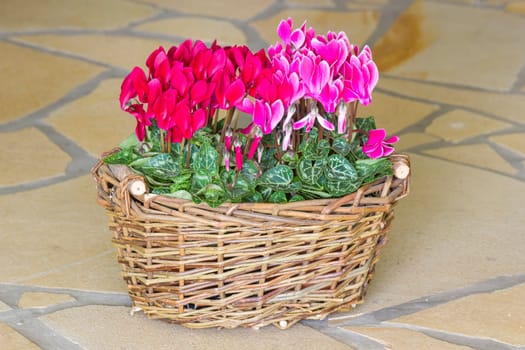 cyclamen persicum in a basket