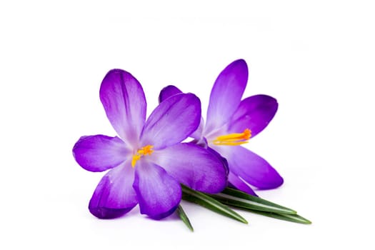 crocus - one of the first spring flowers