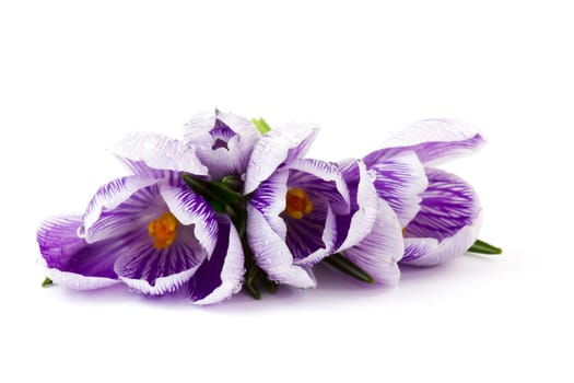 crocus - one of the first spring flowers